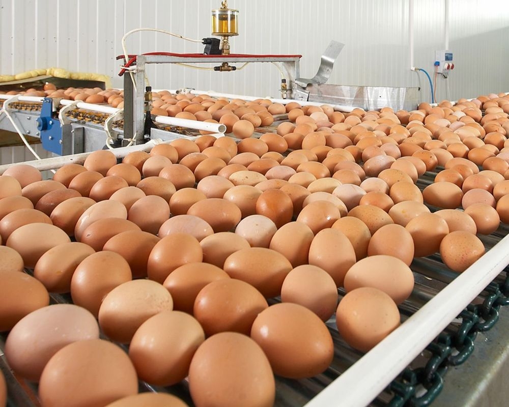 Eiproducten exponentieel duurder, vraag en aanbod helemaal uit evenwicht